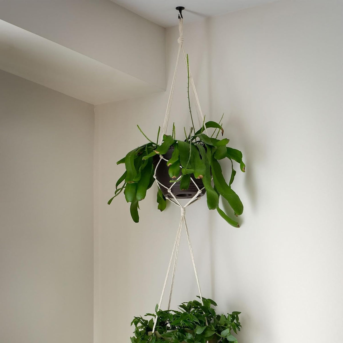 ya 26 10.21 baidi 2Pcs Swag Ceiling Hooks with Hardware Zinc Alloy Black Plants Hanging 37x55mm