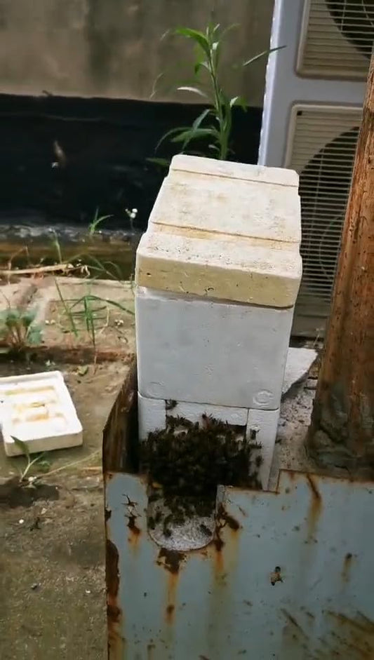 ya 16 10.20 baidi Bee Hives Boxes Plus Double Layer Queen Bee Mating Nuc Box Nuc Box for Bees