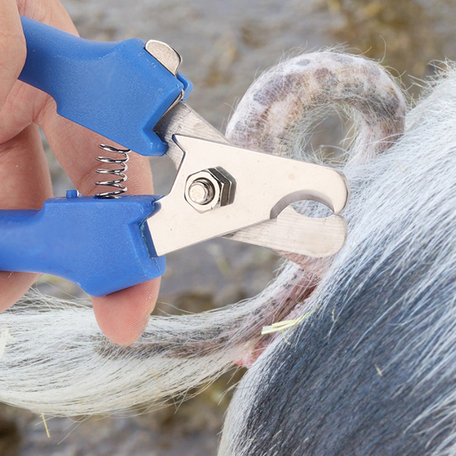 ya 25 High Quality Cut Tail Clamp Cutter Tail Cutting Pliers Livestock
