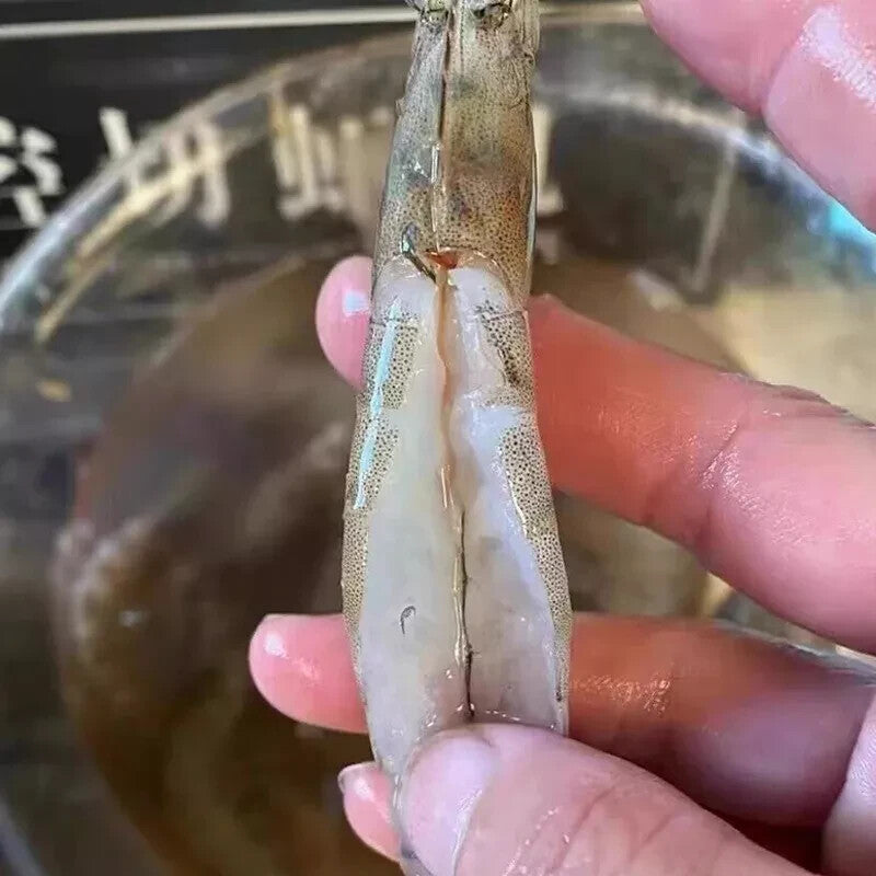 ya 26 Commercial shrimp peeler with back opening for cutting butterfly shrimp